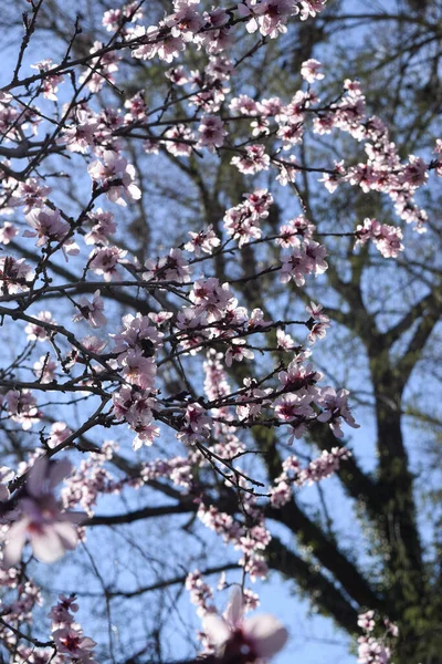 Kirschblüten Stadtpark — Stockfoto