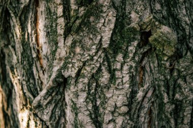 Eski çam ağacının kabuğunun dokusu