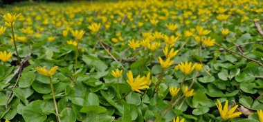 Ficaria verna, Ranunculaceae familyasından bir çiçek bitkisidir.