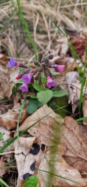 Pulmonaria officinalis ya da bilinen adıyla lungwort (Akciğer otu), Mary 'nin gözyaşları ya da Meryem Ana' nın süt damlaları, Pulmonaria familyasına ait her daim yeşil otçul bitkidir..