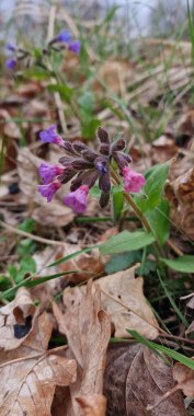 Pulmonaria officinalis ya da bilinen adıyla lungwort (Akciğer otu), Mary 'nin gözyaşları ya da Meryem Ana' nın süt damlaları, Pulmonaria familyasına ait her daim yeşil otçul bitkidir..