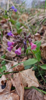 Pulmonaria officinalis ya da bilinen adıyla lungwort (Akciğer otu), Mary 'nin gözyaşları ya da Meryem Ana' nın süt damlaları, Pulmonaria familyasına ait her daim yeşil otçul bitkidir..