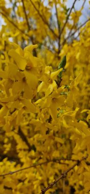 Forsythia, Oleaceae familyasından bir bitki cinsidir. Çoğu Doğu Asya 'ya özgü yaklaşık 11 tür, fakat bir tanesi Güneydoğu Avrupa' ya özgü. Forsythia da özel dedektiflerden biri.