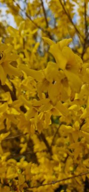 Forsythia, Oleaceae familyasından bir bitki cinsidir. Çoğu Doğu Asya 'ya özgü yaklaşık 11 tür, fakat bir tanesi Güneydoğu Avrupa' ya özgü. Forsythia da özel dedektiflerden biri.