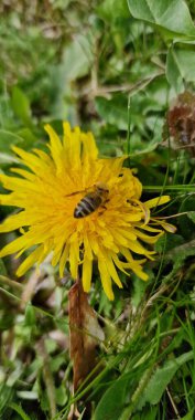 Karahindiba Taraxacum, polen taşıyıcı arı Apis mellifera ile görevli.