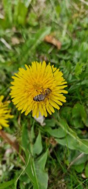 Karahindiba Taraxacum, polen taşıyıcı arı Apis mellifera ile görevli.