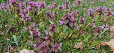 Lamium purpureum (kırmızı ölü ısırgan otu, mor ölü ısırgan otu ya da mor başmelek olarak da bilinir), Avrupa ve Asya 'da yetişen yıllık bir otçul bitkidir.