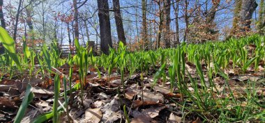 Vadideki zambak Ormanın yatağı Convallaria majalis