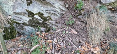 Natrix natrix ot yılanı (İngilizce: natrix natrix grass snake, bazen halkalı yılan veya su yılanı olarak da bilinir), Avrasya 'da yaşayan bir yılan türüdür. Genellikle suyun yanında bulunur ve neredeyse sadece amfibilerle beslenir.