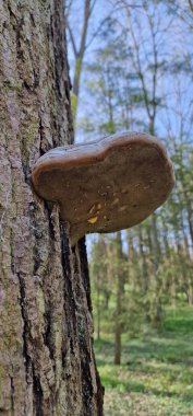 Polyporus is a genus of fungi known for its role in wood decay, commonly found on dead or decaying trees. Species in this genus are typically characterized by their large, tough fruiting bodies and a central stem with pores on the underside rather  clipart