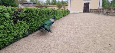  Indian peafowl, peacock in Milotice castle clipart