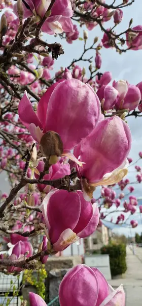 stock image Magnolia tree blooms are known for their stunning, large, and often fragrant flowers, which are among the first to appear in spring. These blooms can vary in color, including white, pink, purple, and yellow, depending on the species. Magnolia flower