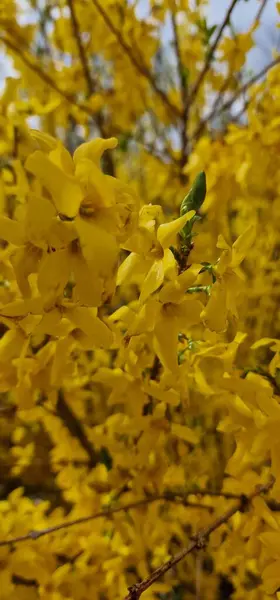 Forsythia, Oleaceae familyasından bir bitki cinsidir. Çoğu Doğu Asya 'ya özgü yaklaşık 11 tür, fakat bir tanesi Güneydoğu Avrupa' ya özgü. Forsythia da özel dedektiflerden biri.