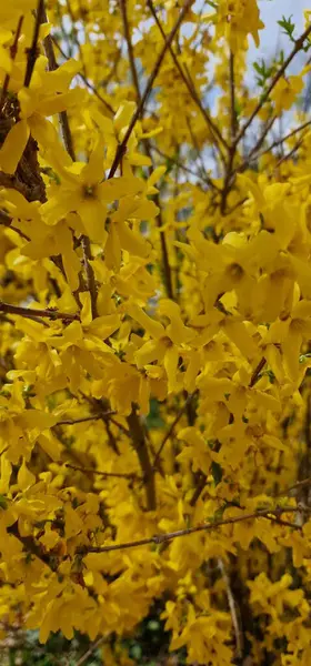 stock image Forsythia, is a genus of flowering plants in the olive family Oleaceae. There are about 11 species, mostly native to eastern Asia, but one native to southeastern Europe. Forsythia  also one of the pl