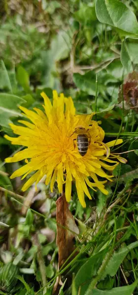 Karahindiba Taraxacum, polen taşıyıcı arı Apis mellifera ile görevli.