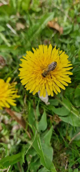 stock image dandelion Taraxacum officinale with a pollinator bee Apis mellifera