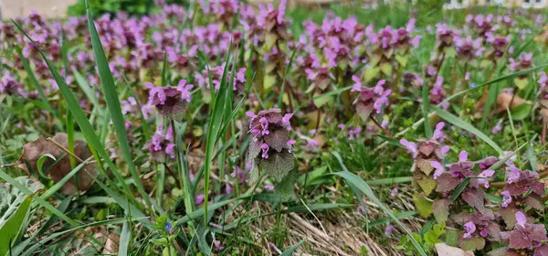 Lamium purpureum (kırmızı ölü ısırgan otu, mor ölü ısırgan otu ya da mor başmelek olarak da bilinir), Avrupa ve Asya 'da yetişen yıllık bir otçul bitkidir.