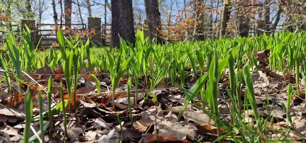 Stock image Lily of the valley the bed of the forest Convallaria majalis