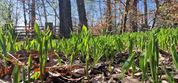 stock image Lily of the valley the bed of the forest Convallaria majalis