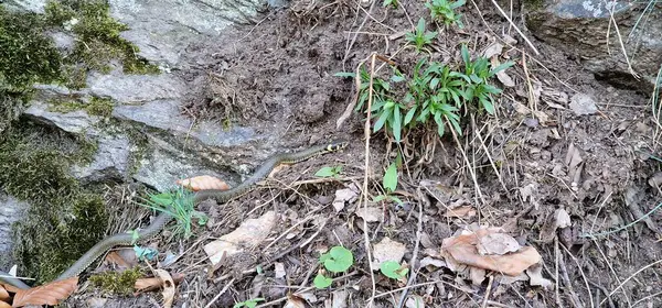 stock image natrix natrix grass snake, sometimes called the ringed snake or water snake, is a Eurasian semi-aquatic non-venomous colubrid snake. It is often found near water and feeds almost exclusively on amphibians