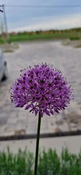 Milenyum Süslü Soğan. Parlak yeşil yapraklar üreten ödüllü bir daimi yıl. Parlak pembe, yuvarlak çiçek kümeleri yaprakların hemen üstünde güçlü saplarda görünür.