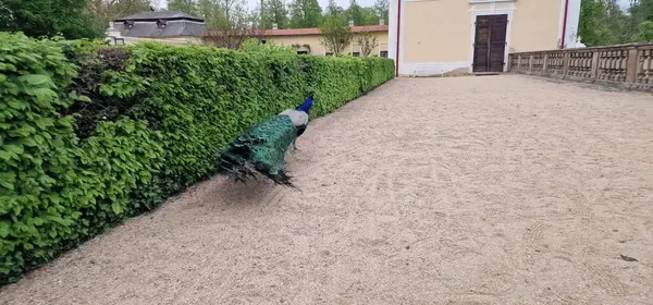  Hint Peafowl, Milotice kalesinde tavus kuşu