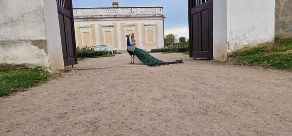 stock image  Indian peafowl, peacock in Milotice castle