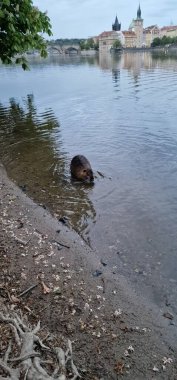 Nutria ya da coypu, Prag 'da, Vltava Nehri kıyısındaki Czech Cumhuriyeti' nde yaşayan büyük, otçul, yarı su kemirgenlerinden oluşan bir istilacıdır.