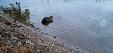 Nutria ya da coypu, Prag 'da, Vltava Nehri kıyısındaki Czech Cumhuriyeti' nde yaşayan büyük, otçul, yarı su kemirgenlerinden oluşan bir istilacıdır.