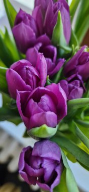 violet Tulips  in a vase clipart