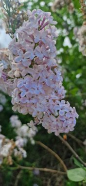 Şırınga, Oleaceae familyasından, şu anda zeytingiller (Oleaceae) familyasından, çiçek açan ağaç bitkilerinin bir türüdür. Bu leylaklar ormanlık alanda ve çalılıklarda yetişir. 