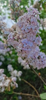 Şırınga, Oleaceae familyasından, şu anda zeytingiller (Oleaceae) familyasından, çiçek açan ağaç bitkilerinin bir türüdür. Bu leylaklar ormanlık alanda ve çalılıklarda yetişir. 