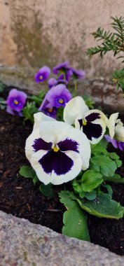 garden pansy is a type of polychromatic large-flowered hybrid plant cultivated as a garden flower. It is derived by hybridization from several species in the section Melanium of the genus Viola, parti clipart