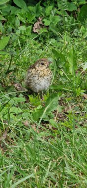  thrushes are medium-sized mostly insectivorous or omnivorous birds in the genus Turdus of the wider thrush family, Turdidae. The genus name Turdus is Latin for 