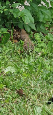  thrushes are medium-sized mostly insectivorous or omnivorous birds in the genus Turdus of the wider thrush family, Turdidae. The genus name Turdus is Latin for 