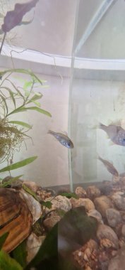 Balık akvaryumu Lepomis gibbosus, Kuzey Amerika 'da yaşayan tatlı su balığı türüdür. Bu konuda biraz bilgi vereyim.