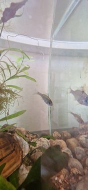 Balık akvaryumu Lepomis gibbosus, Kuzey Amerika 'da yaşayan tatlı su balığı türüdür. Bu konuda biraz bilgi vereyim.