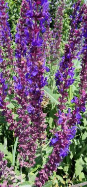 salvia woodland sage and honey bee. Salvia nemorosa, the woodland sage, Balkan clary, blue sage or wild sage, is a hardy herbaceous perennial plant native to a wide area of central Europe and Western Asia. It is an attractive plant that is easy  clipart