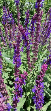 Salvia Ormanı adaçayı ve bal arısı. Orman bilgesi Salvia nemorosa (Balkan bilgesi, mavi adaçayı veya yabani adaçayı), Orta Avrupa ve Batı Asya 'nın geniş bir bölgesine özgü dayanıklı bir bitkidir. Çekici ve kolay bir bitkidir. 