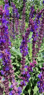 Salvia Ormanı adaçayı ve bal arısı. Orman bilgesi Salvia nemorosa (Balkan bilgesi, mavi adaçayı veya yabani adaçayı), Orta Avrupa ve Batı Asya 'nın geniş bir bölgesine özgü dayanıklı bir bitkidir. Çekici ve kolay bir bitkidir. 