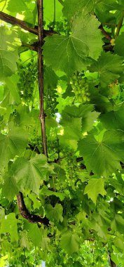 Wine is made with grapes, but not typical table grapes you'll find at the grocery. Wine grapes (latin name: Vitis vinifera) have thick skins, are small clipart