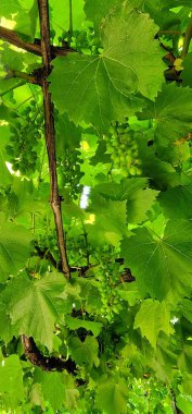 Şarap üzümlerden yapılır, ama markette bulabileceğiniz tipik üzümlerden değil. Şarap üzümleri (Latince adı: Vitis vinifera) kalın ve küçüktür.