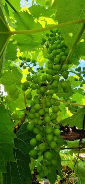 Şarap üzümlerden yapılır, ama markette bulabileceğiniz tipik üzümlerden değil. Şarap üzümleri (Latince adı: Vitis vinifera) kalın ve küçüktür.