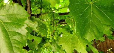 Wine is made with grapes, but not typical table grapes you'll find at the grocery. Wine grapes (latin name: Vitis vinifera) have thick skins, are small clipart