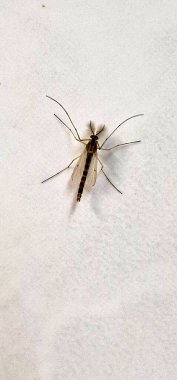 Buchlov Şatosu İlkbahar gününde tepede