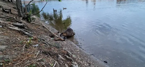 stock image nutria or coypu is a large, herbivorous, semiaquatic rodent invasive in czech republic, here in Prague centre by Vltava river