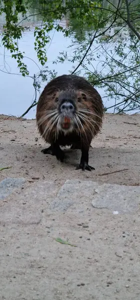 stock image nutria or coypu is a large, herbivorous, semiaquatic rodent invasive in czech republic, here in Prague centre by Vltava river