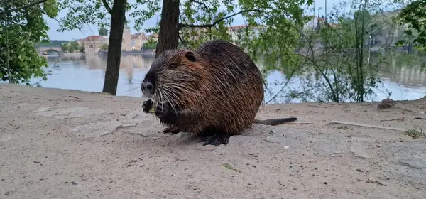 stock image nutria or coypu is a large, herbivorous, semiaquatic rodent invasive in czech republic, here in Prague centre by Vltava river