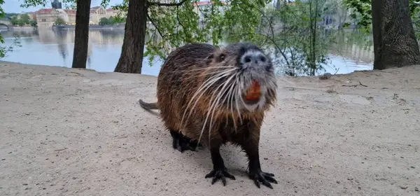 stock image nutria or coypu is a large, herbivorous, semiaquatic rodent invasive in czech republic, here in Prague centre by Vltava river