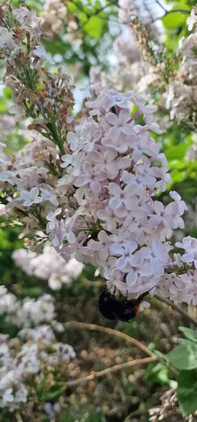 Stock image Syringa is a genus of 12 currently recognized species of flowering woody plants in the olive family or Oleaceae called lilacs. These lilacs are native to woodland and scrub 